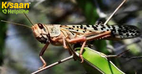 खुशखबरी: देश में टिड्डियों के हमलों के प्रभाव पर चर्चा के लिए संसदीय समिति ने कल बैठक की खुशखबरी: देश में टिड्डियों के हमलों के प्रभाव पर चर्चा के लिए संसदीय समिति ने कल बैठक की